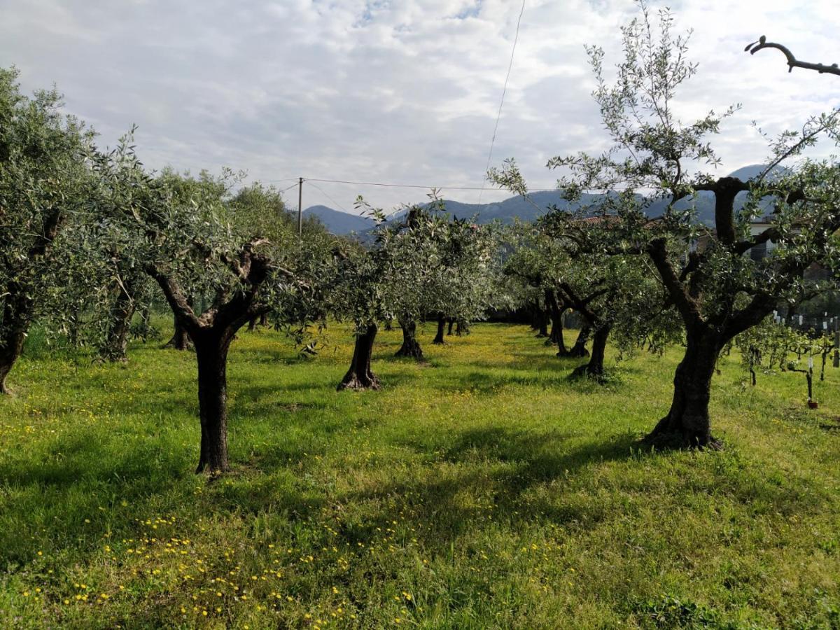 Agriturismo La Vite Maritata Pietrasanta Exterior foto