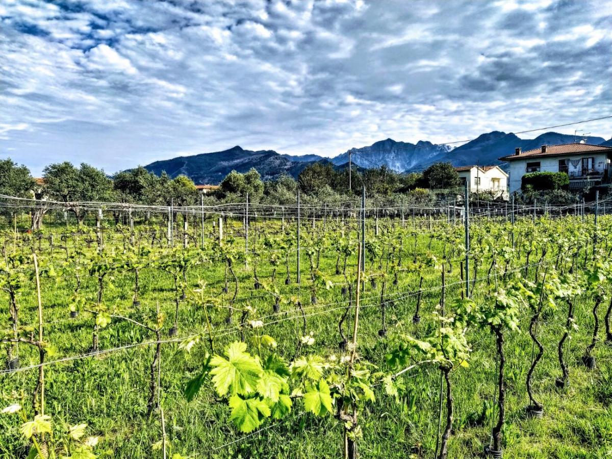 Agriturismo La Vite Maritata Pietrasanta Exterior foto
